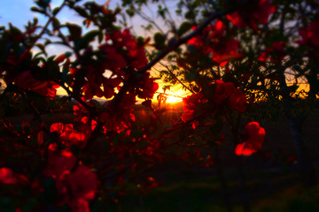 Red flowers and orange sunset