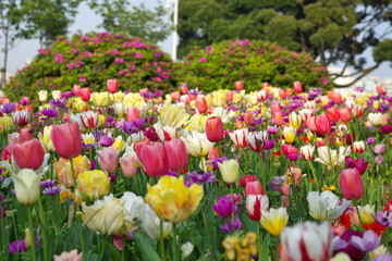 チューリップ