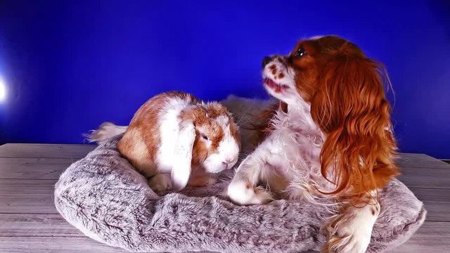 Dog rabbit kop cute animal friends