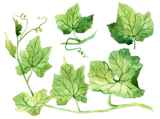 Set of watercolor leaves. Hand drawn isolated on a white background, for use in a logo, sign, symbol. Pumpkin Leaves. Grape leaves