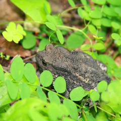 Amphibious animal toad. Gray Toad Crouched in the Bright Green Leaves of Sweet Peas in Natural Habitat.