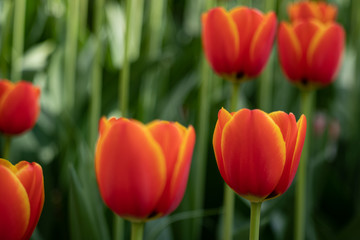 red tulips bloom on a Sunny day in the Park on a background of green leaves