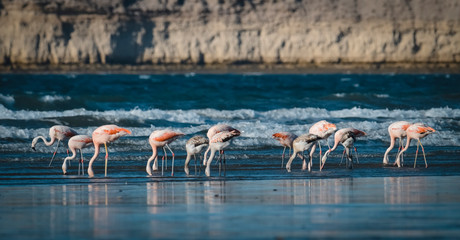 Fototapeta premium Flock of flamingos feeding on the coast of the ocean, Peninsula Valdes,Patagonia Argentina