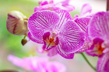Beautiful tropical exotic branch with pink and magenta Moth Phalaenopsis Orchid flowers in spring in the forest on light green background.