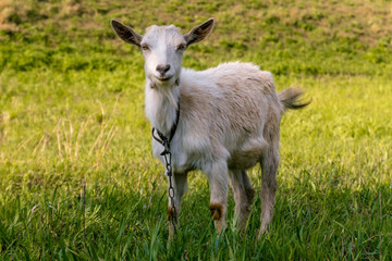 A young goat grazes in a meadow and smiling.