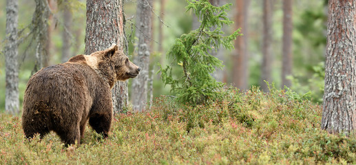 Brown bear in forest panorama