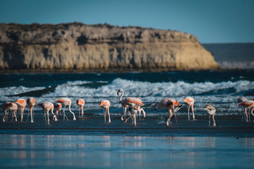 Fototapeta premium Flock of flamingos feeding on the coast of the ocean, Peninsula Valdes,Patagonia Argentina
