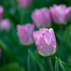 beautiful pale pink tulips blooming in the spring Park