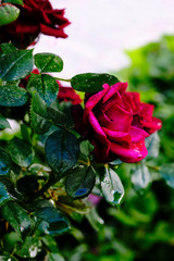 Rosa roja al natural