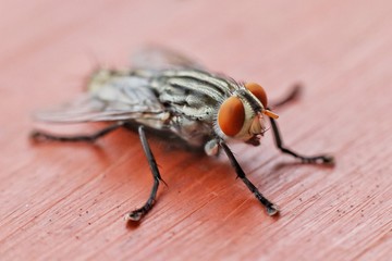 Flies on wooden floors.