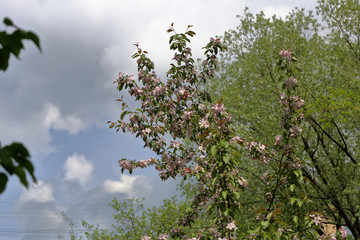 Scenic apple tree blooming in the spring city park