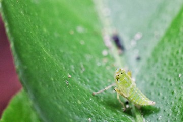 Small insects on green leaves