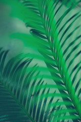 Green leaves of palm tree on dark green background