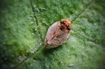 Small insects on green leaves