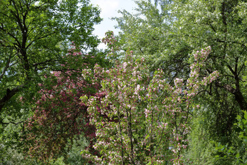 Fototapeta na wymiar Scenic apple tree blooming in the spring city park