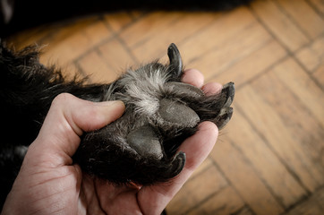 Dog's paw with large claws