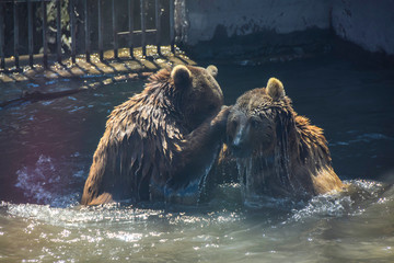 fight two bears in water lake rocks