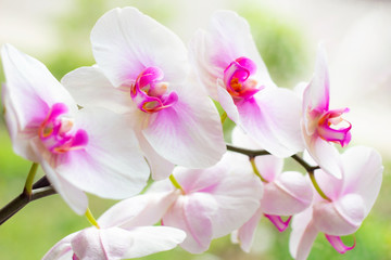 Fototapeta na wymiar Beautiful tropical exotic branch with pink and magenta Moth Phalaenopsis Orchid flowers in spring in the forest on light green background.