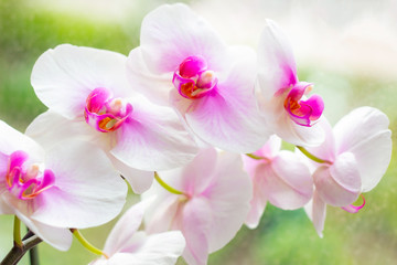 Fototapeta na wymiar Beautiful tropical exotic branch with pink and magenta Moth Phalaenopsis Orchid flowers in spring in the forest on light green background.