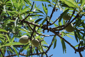 Almond Nut Growing on Almond Tree