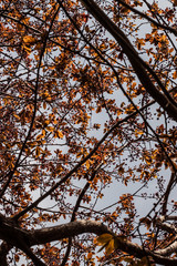 buds on the yellow tree and grey sky