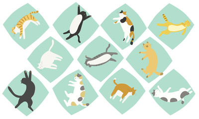 夏の猫の寝相　自由な姿勢で十分な睡眠