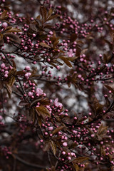 pink buds on the tree