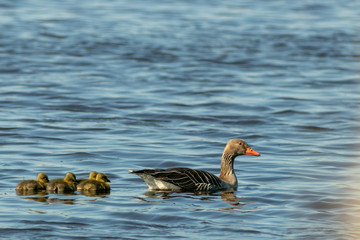 Graugans im Nationalpark Müritz