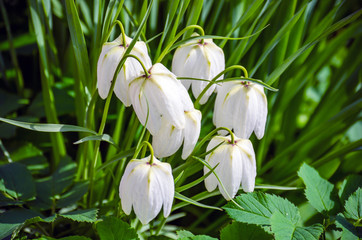 white flowers, similar to bells - 267773303