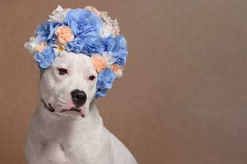 Portrait of white pitbull girl, wearing blue flower wreath in front of brown background. Funny dog...