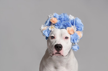 Obraz premium Portrait of white pitbull girl, wearing blue flower wreath in front of white background. Funny dog wearing floral wreath. Party concept. Copy Space
