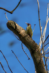 Nationalpark Müritz,Grünspecht