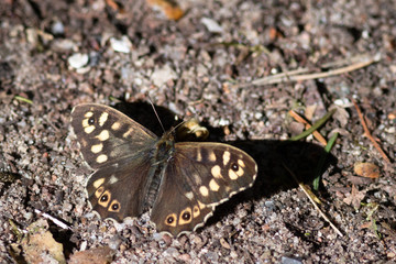 Schmetterling im Nationalpark Müritz