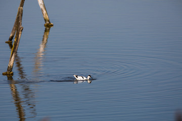 Ornithlogique