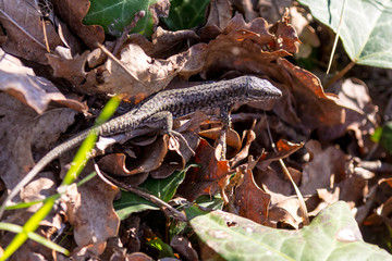 Lezard