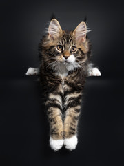 Fototapeta na wymiar Cute black tabby with white Maine Coon cat kitten, laying down with both paws hanging over edge. Looking at camera with orange / brown eyes. Isolated on black background.
