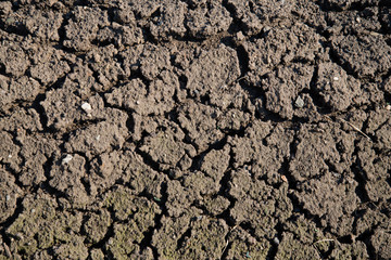 Dry cracked earth background, cracked earth texture