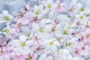 Greeting card background blooming cherry blossoms