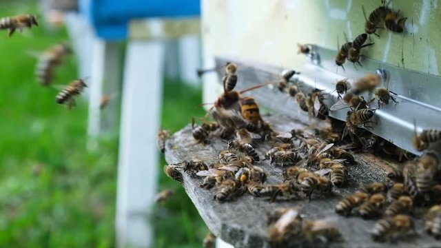 Bees attacked by hornets at the hive. Bee killer hornet . Slow-motion video.