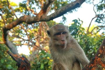 jungle monkeys sit and eat on Kembang Island Banjarmasin Indonesia Borneo Island