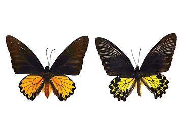 Fototapeta na wymiar Photo two butterflies straff for natural animal studies on white backgound.