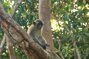 jungle monkeys sit and eat on Kembang Island Banjarmasin Indonesia Borneo Island