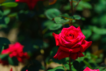 薔薇