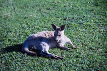 Young grey kangaroo lying on the grass