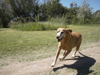 chien
