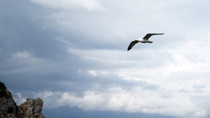 A seagull soars in the gloomy sky.