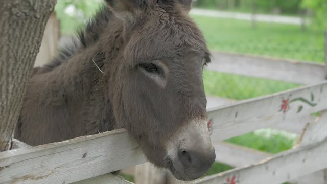 Donkey on the farm portrait