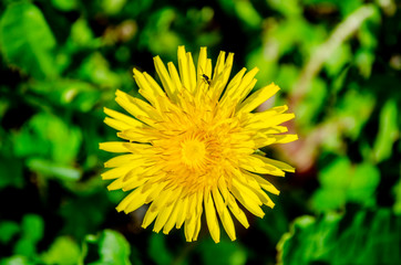 yellow dandelion flower closeup with insects on the petals - 267775704