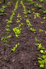 Sprouts of young vegetables in the garden, planting