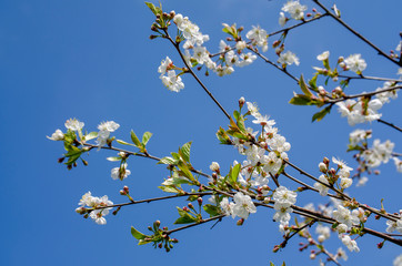 cherry twig with white flowers on the blue sky background - 267775737